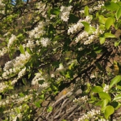 Ligustrum sinense at Tennent, ACT - 1 Dec 2018