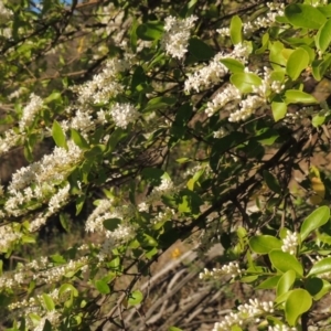 Ligustrum sinense at Tennent, ACT - 1 Dec 2018