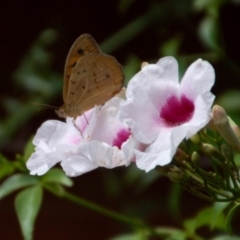 Heteronympha merope (Common Brown Butterfly) at Aranda, ACT - 4 Dec 2018 by KMcCue