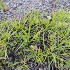 Cyperus sphaeroideus (Scented Sedge) at Gigerline Nature Reserve - 1 Dec 2018 by michaelb