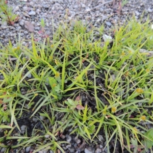 Cyperus sphaeroideus at Tharwa, ACT - 1 Dec 2018