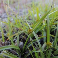 Cyperus sphaeroideus at Tharwa, ACT - 1 Dec 2018