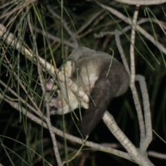 Petaurus notatus (Krefft’s Glider, Sugar Glider) at Mount Ainslie - 6 Dec 2018 by WalterEgo