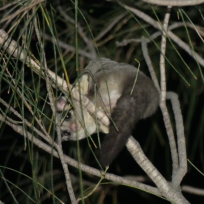 Petaurus notatus (Krefft’s Glider, formerly Sugar Glider) at Majura, ACT - 6 Dec 2018 by WalterEgo