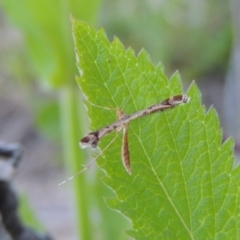 Sinpunctiptilia emissalis (Speedwell Pterror) at Tennent, ACT - 1 Dec 2018 by MichaelBedingfield