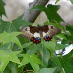 Papilio aegeus (Orchard Swallowtail, Large Citrus Butterfly) at Aranda, ACT - 5 Dec 2018 by KMcCue