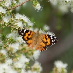 Vanessa kershawi (Australian Painted Lady) at Aranda, ACT - 4 Dec 2018 by KMcCue