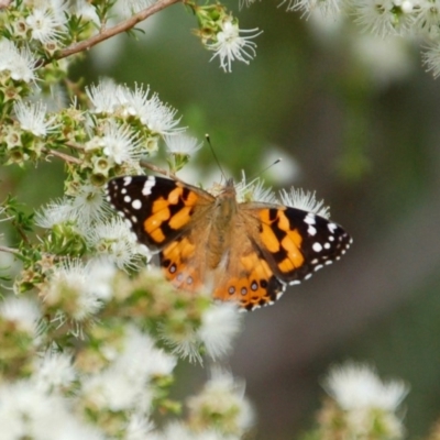 Vanessa kershawi (Australian Painted Lady) at Aranda, ACT - 4 Dec 2018 by KMcCue