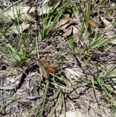 Synemon collecta (Striated Sun Moth) at Googong, NSW - 1 Dec 2018 by samreid007