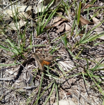 Synemon collecta (Striated Sun Moth) at Googong, NSW - 1 Dec 2018 by samreid007