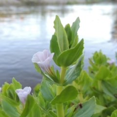 Gratiola peruviana (Australian Brooklime) at Paddys River, ACT - 1 Dec 2018 by MichaelBedingfield