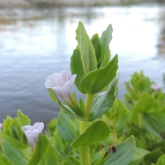 Gratiola peruviana (Australian Brooklime) at Gigerline Nature Reserve - 1 Dec 2018 by michaelb