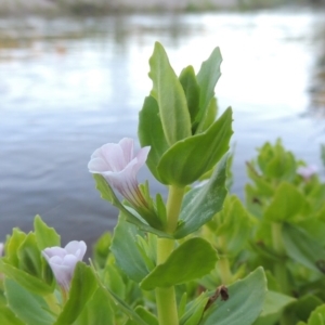 Gratiola peruviana at Paddys River, ACT - 1 Dec 2018