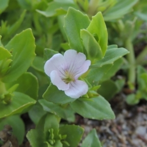 Gratiola peruviana at Paddys River, ACT - 1 Dec 2018