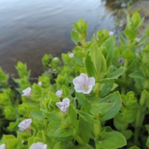 Gratiola peruviana at Paddys River, ACT - 1 Dec 2018