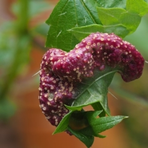 Puccinia urticata at Cotter River, ACT - 30 Nov 2018