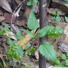 Puccinia urticata at Cotter River, ACT - 30 Nov 2018