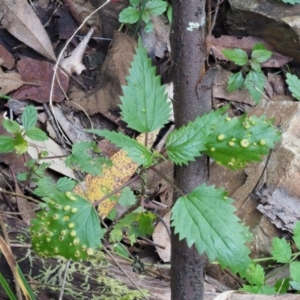 Puccinia urticata at Cotter River, ACT - 30 Nov 2018 11:18 AM