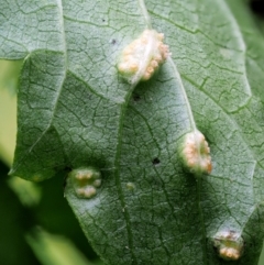 Puccinia urticata at Cotter River, ACT - 30 Nov 2018 11:18 AM