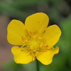 Ranunculus repens (Creeping Buttercup) at Coree, ACT - 20 Nov 2018 by KenT
