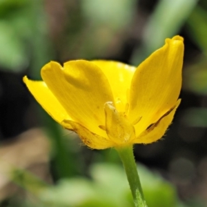 Ranunculus repens at Coree, ACT - 20 Nov 2018 08:50 AM