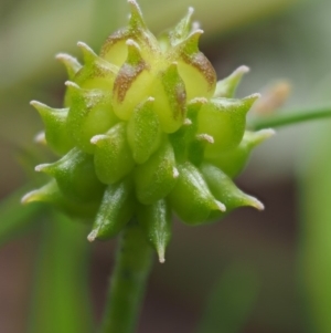 Ranunculus repens at Coree, ACT - 20 Nov 2018