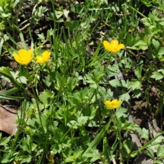 Ranunculus repens at Coree, ACT - 20 Nov 2018 08:50 AM