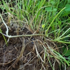 Ranunculus repens at Coree, ACT - 20 Nov 2018 08:50 AM