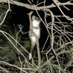 Pseudocheirus peregrinus (Common Ringtail Possum) at Majura, ACT - 6 Dec 2018 by WalterEgo