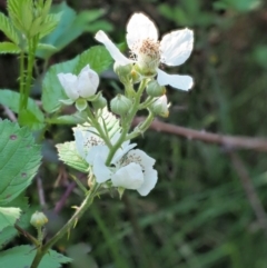 Rubus anglocandicans (Blackberry) at Coree, ACT - 20 Nov 2018 by KenT