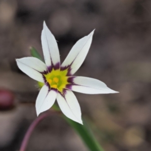 Sisyrinchium rosulatum at Coree, ACT - 4 Dec 2018