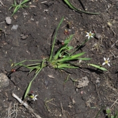 Sisyrinchium rosulatum at Coree, ACT - 4 Dec 2018