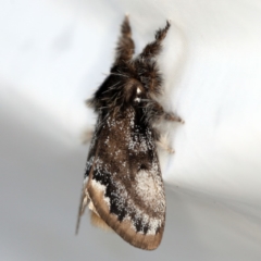 Euproctis marginalis (Margined Browntail Moth) at O'Connor, ACT - 3 Dec 2018 by ibaird