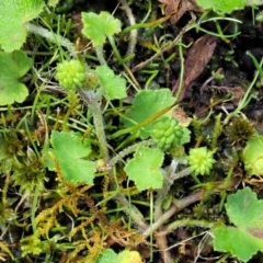 Hydrocotyle hirta (Hairy Pennywort) at Cotter River, ACT - 30 Nov 2018 by KenT