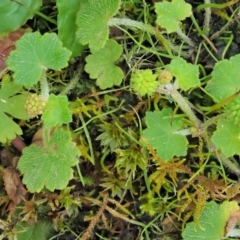 Hydrocotyle hirta at Cotter River, ACT - 30 Nov 2018