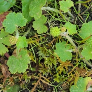 Hydrocotyle hirta at Cotter River, ACT - 30 Nov 2018