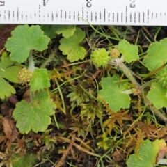 Hydrocotyle hirta at Cotter River, ACT - 30 Nov 2018 11:26 AM