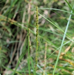 Carex appressa (Tall Sedge) at Cotter River, ACT - 30 Nov 2018 by KenT