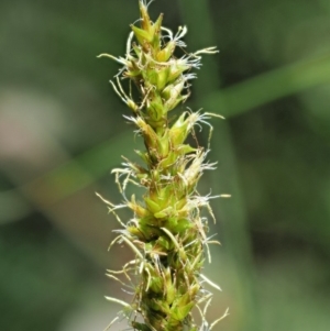 Carex appressa at Cotter River, ACT - 30 Nov 2018 12:13 PM