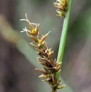 Carex appressa at Cotter River, ACT - 30 Nov 2018 12:13 PM