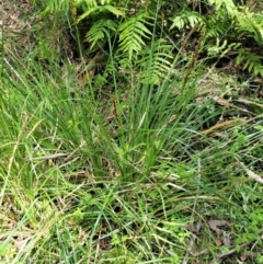 Carex appressa at Cotter River, ACT - 30 Nov 2018 12:13 PM