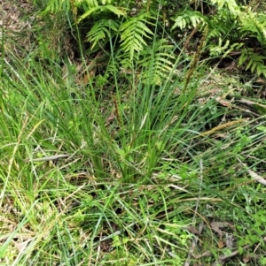 Carex appressa at Cotter River, ACT - 30 Nov 2018 12:13 PM