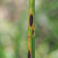 Carex appressa at Cotter River, ACT - 30 Nov 2018 12:13 PM