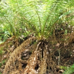 Dicksonia antarctica (Soft Treefern) at Cotter River, ACT - 30 Nov 2018 by KenT