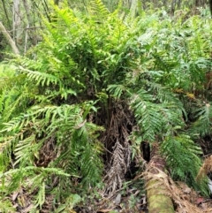 Blechnum minus (Soft Water Fern) at Cotter River, ACT - 30 Nov 2018 by KenT