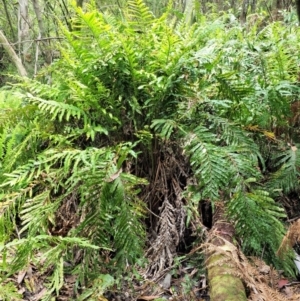 Blechnum minus at Cotter River, ACT - 30 Nov 2018 12:18 PM