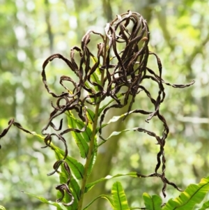 Blechnum minus at Cotter River, ACT - 30 Nov 2018