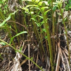 Blechnum minus at Cotter River, ACT - 30 Nov 2018 12:18 PM