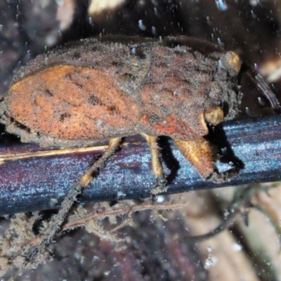 Nerthra sp. (genus) (Toad Bug) at Namadgi National Park - 29 Nov 2018 by KenT