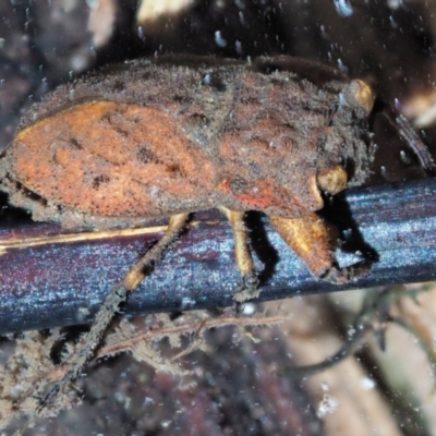 Nerthra sp. (genus) (Toad Bug) at Cotter River, ACT - 29 Nov 2018 by KenT